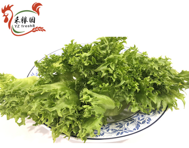 Green Coral Lettuce (沙拉菜)