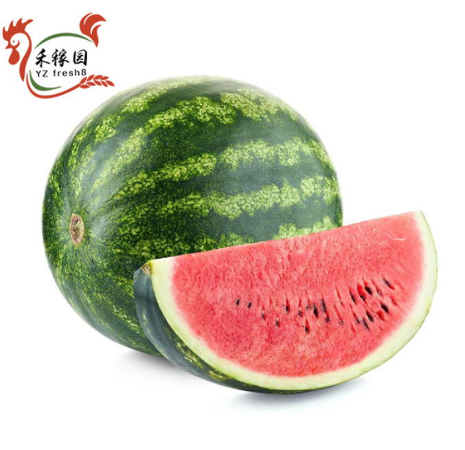 Watermelon （西瓜）