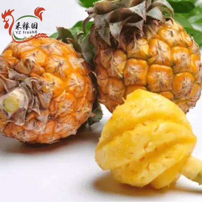 Thai Mini Pineapple （纯正泰北小菠萝）