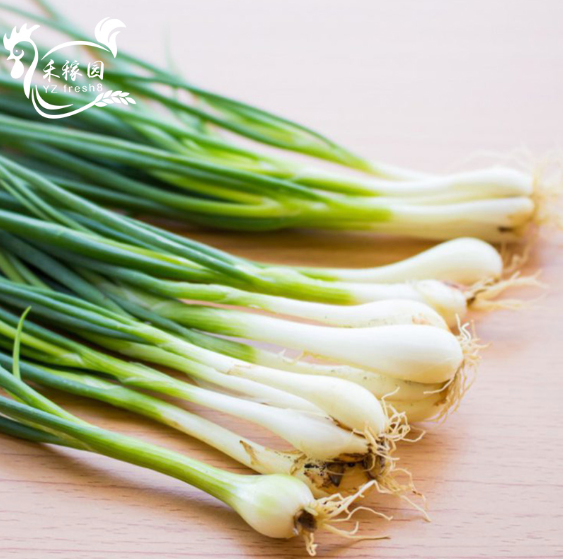 Spring Onion (小葱）