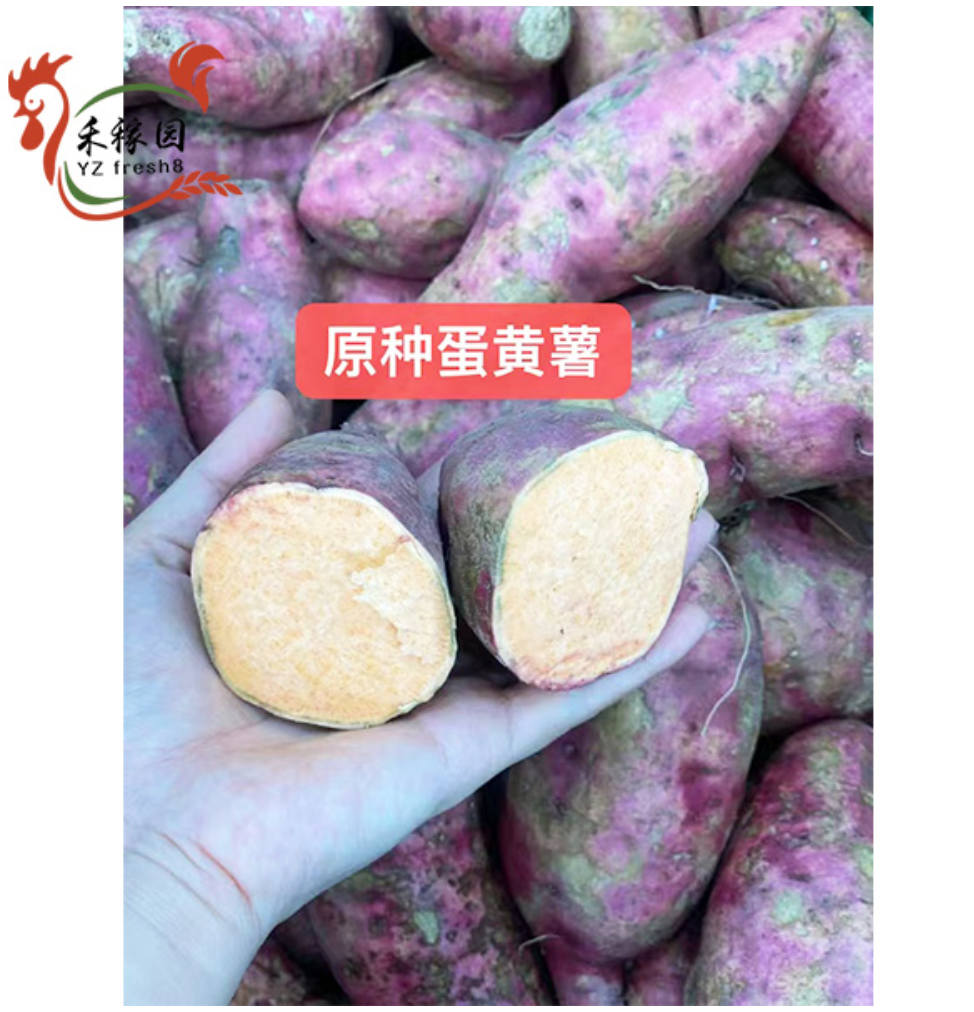 Local Sweet Potato (原种番薯（蛋黄薯））
