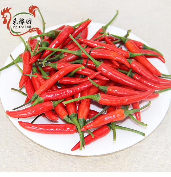 Red chilli (朝天椒）