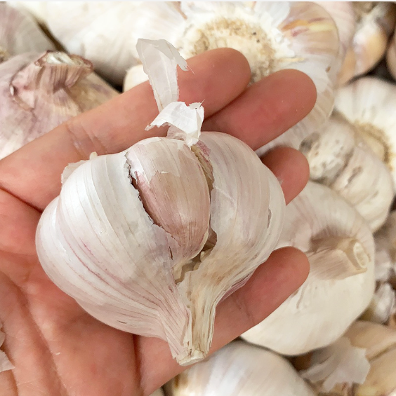 Garlic (蒜头）