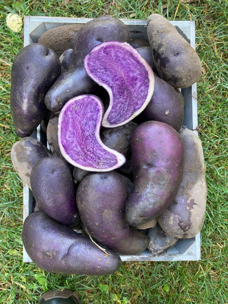 Potatoes Purple Local, 1 pound