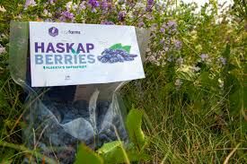 Haskap Berries frzn (Rosy), 1lbs