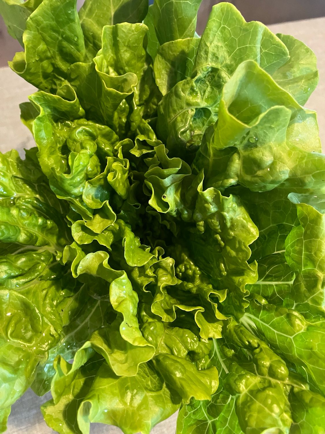 Lettuce Jade Local (WVA), 1 Large Bunch