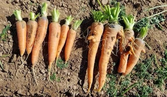 Carrots, Local, Washed (WVA), 2 pound