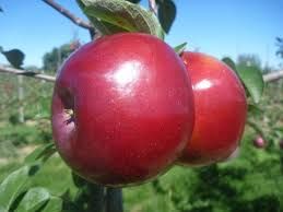 Apples Spartan BC (Hobson), 1 lb