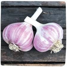 Garlic Russian WVA, 1 piece