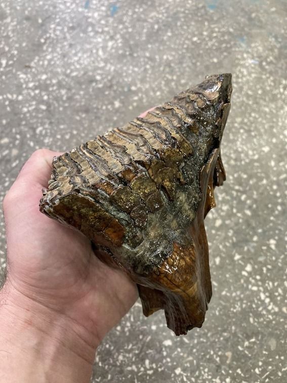 mammoth tooth fossil