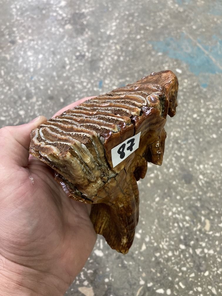 mammoth tooth fossil
