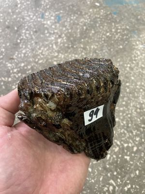 mammoth tooth fossil