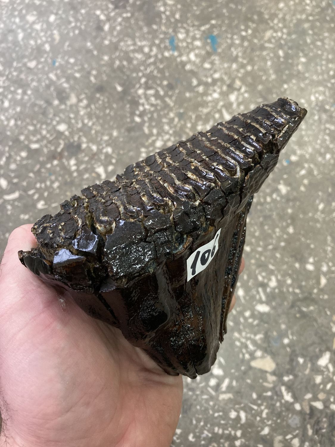 mammoth tooth fossil