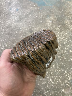 mammoth tooth fossil