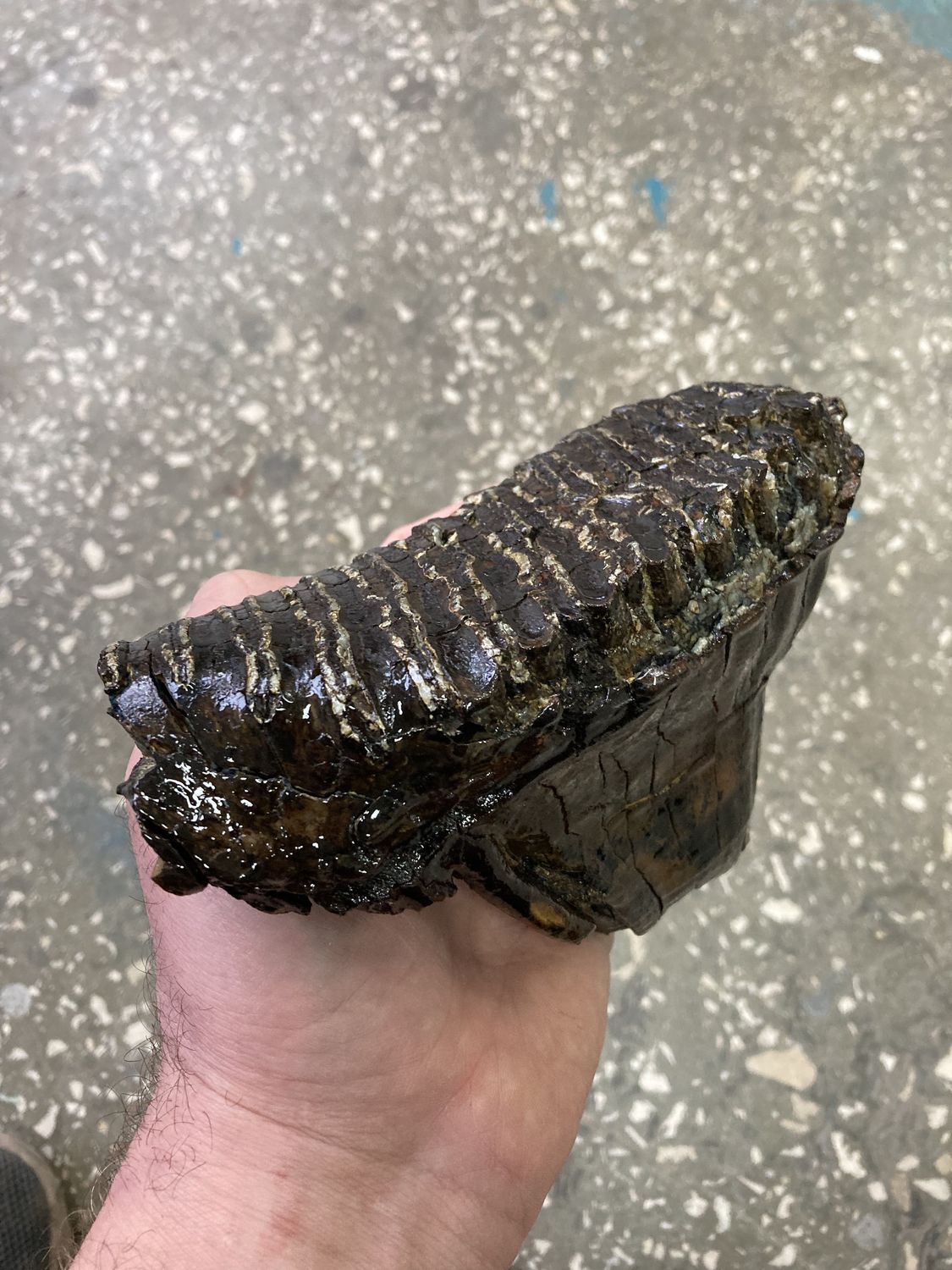 mammoth tooth fossil