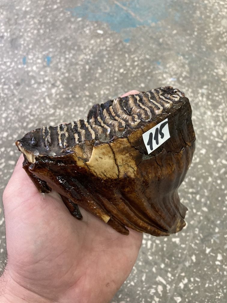mammoth tooth fossil
