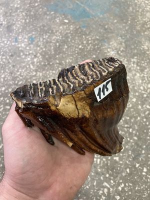 mammoth tooth fossil