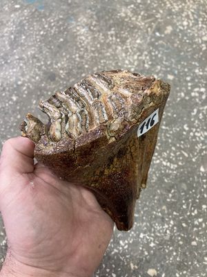 mammoth tooth fossil