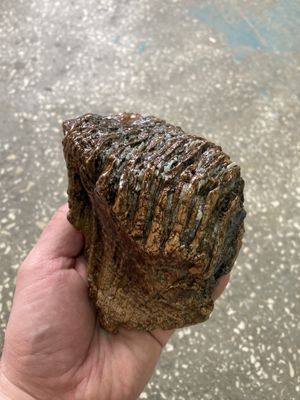 mammoth tooth fossil