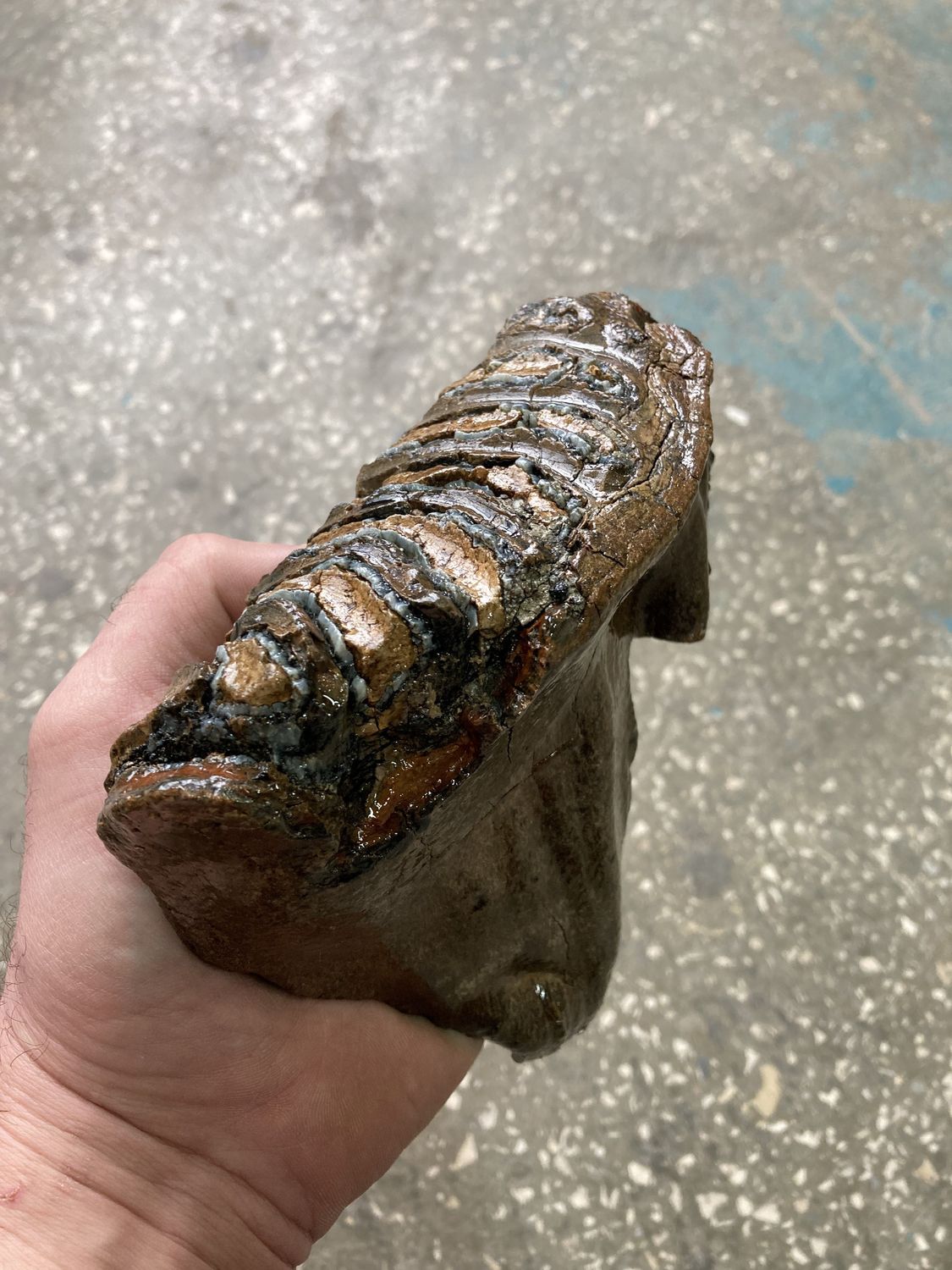 mammoth tooth fossil