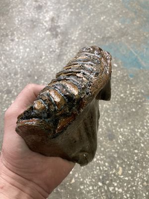 mammoth tooth fossil