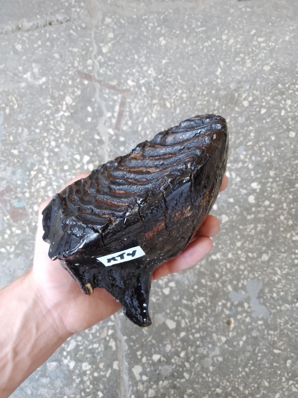 mammoth tooth fossil