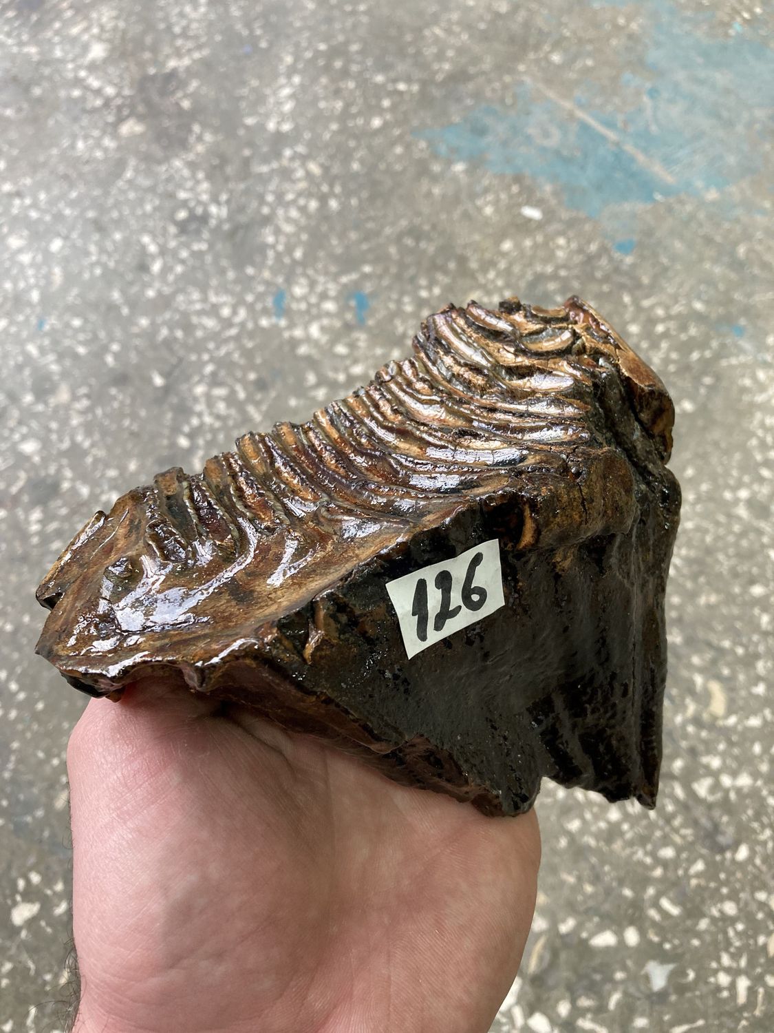 mammoth tooth fossil