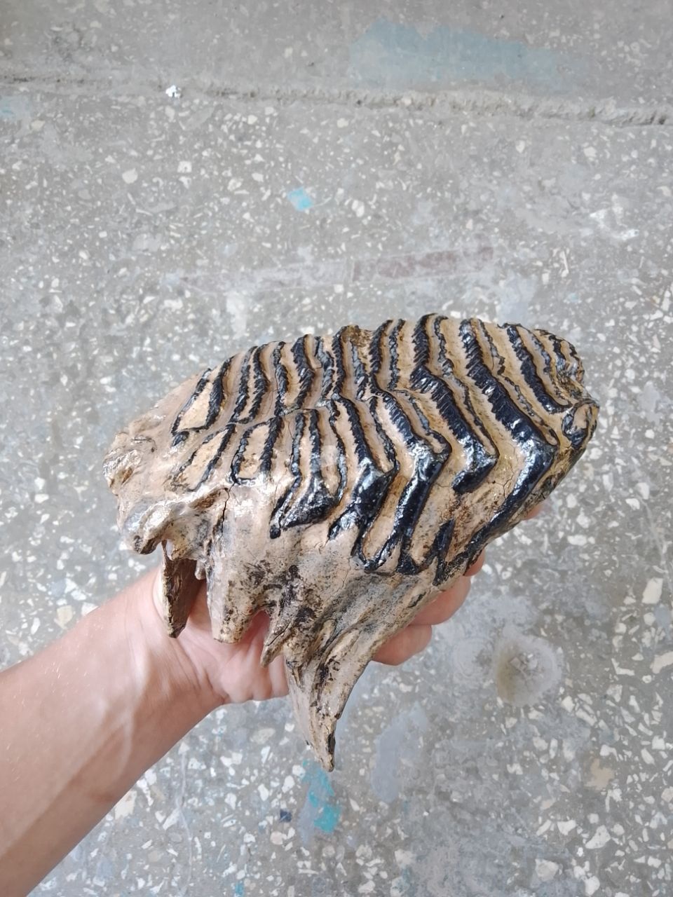 mammoth tooth fossil