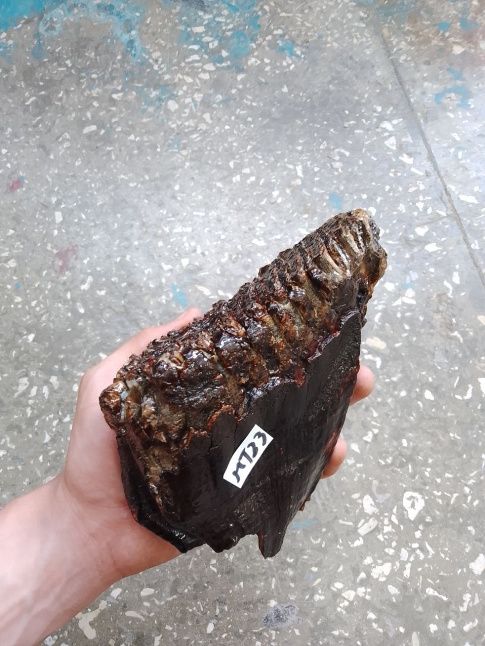 mammoth tooth fossil
