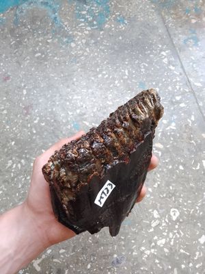 mammoth tooth fossil
