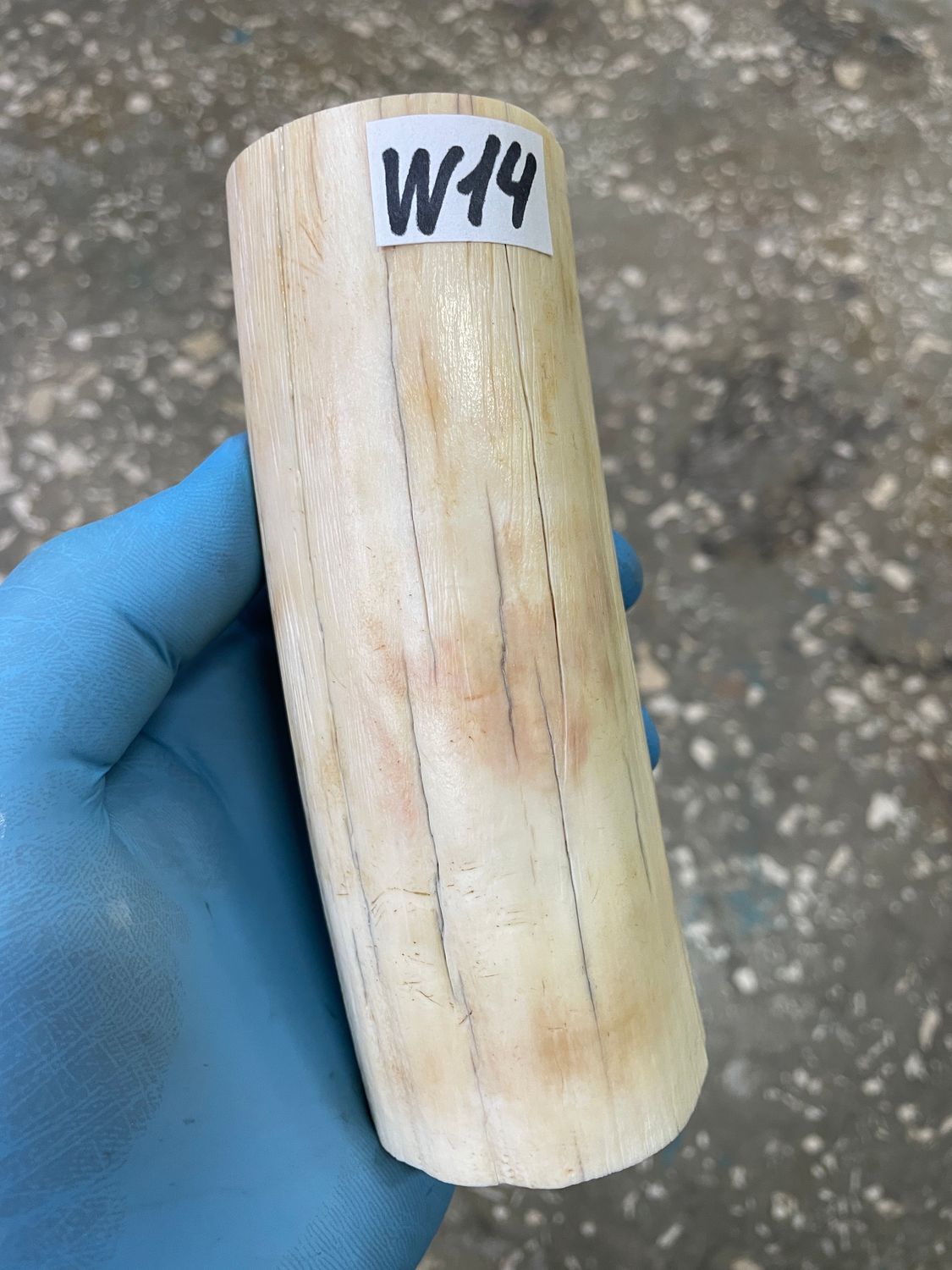 walrus tusk ivory material for scrimshaw knifehandl carving
#walrus #walrustusk #ivory #carving #scrimshaw #tusk #knifehandl 