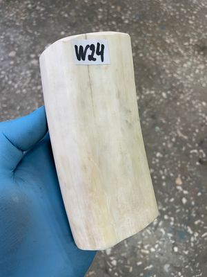 walrus tusk ivory material for scrimshaw knifehandl carving
#walrus #walrustusk #ivory #carving #scrimshaw #tusk #knifehandl 