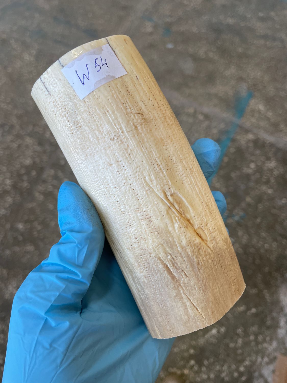 walrus tusk ivory material for scrimshaw knifehandl carving
#walrus #walrustusk #ivory #carving #scrimshaw #tusk #knifehandl 