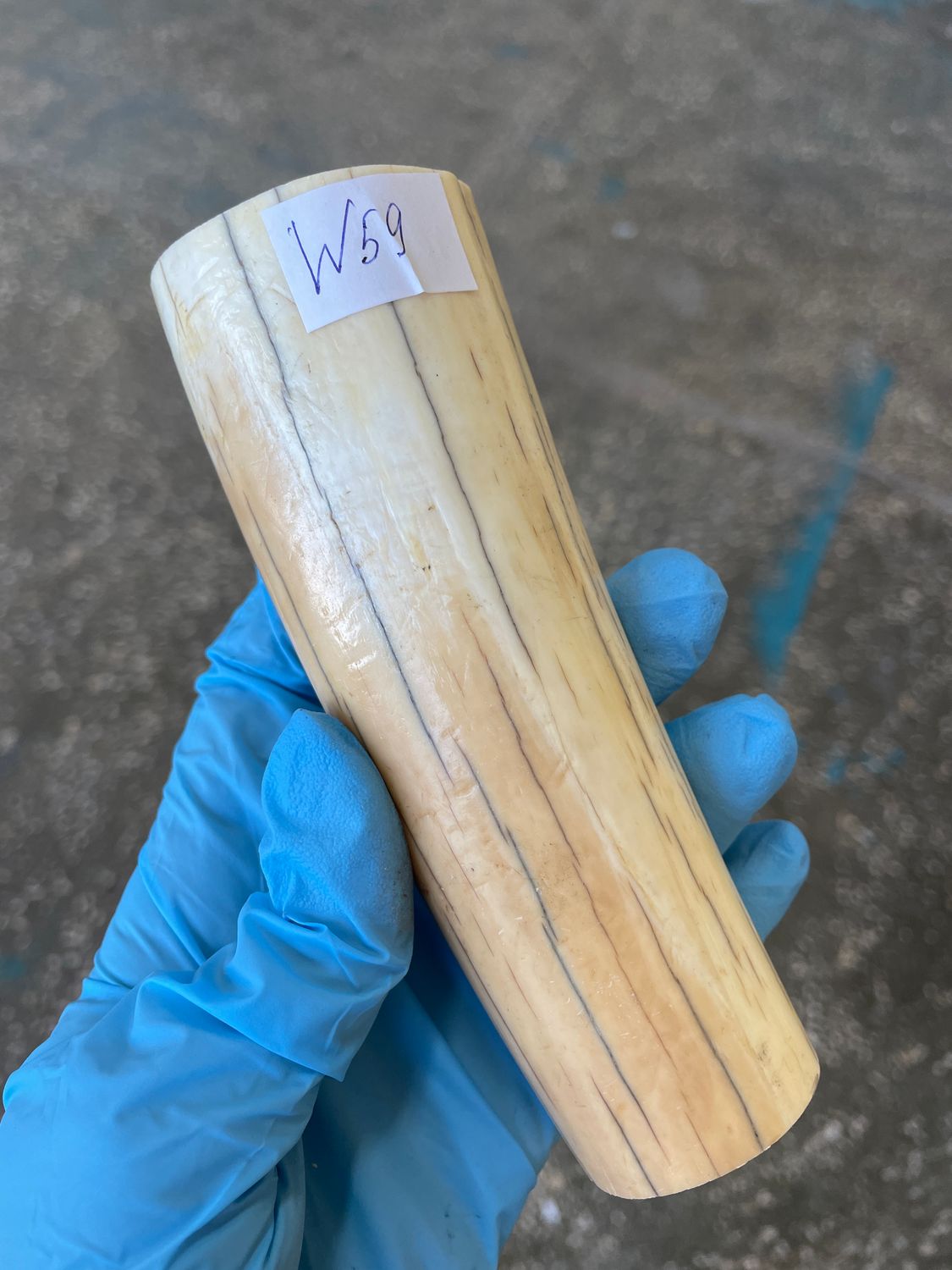 walrus tusk ivory material for scrimshaw knifehandl carving
#walrus #walrustusk #ivory #carving #scrimshaw #tusk #knifehandl 
