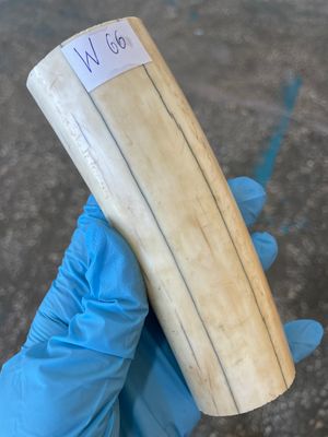 walrus tusk ivory material for scrimshaw knifehandl carving
#walrus #walrustusk #ivory #carving #scrimshaw #tusk #knifehandl 
