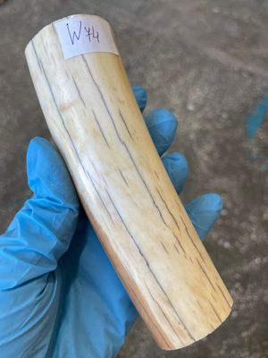 walrus tusk ivory material for scrimshaw knifehandl carving
#walrus #walrustusk #ivory #carving #scrimshaw #tusk #knifehandl 
