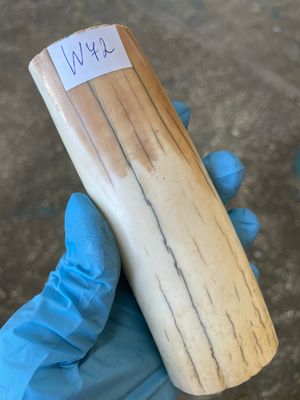 walrus tusk ivory material for scrimshaw knifehandl carving
#walrus #walrustusk #ivory #carving #scrimshaw #tusk #knifehandl 
