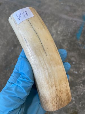 walrus tusk ivory material for scrimshaw knifehandl carving
#walrus #walrustusk #ivory #carving #scrimshaw #tusk #knifehandl 