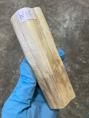 walrus tusk ivory material for scrimshaw knifehandl carving
#walrus #walrustusk #ivory #carving #scrimshaw #tusk #knifehandl 