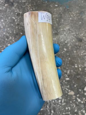 walrus tusk ivory material for scrimshaw knifehandl carving
#walrus #walrustusk #ivory #carving #scrimshaw #tusk #knifehandl 