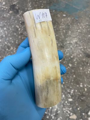 walrus tusk ivory material for scrimshaw knifehandl carving
#walrus #walrustusk #ivory #carving #scrimshaw #tusk #knifehandl 