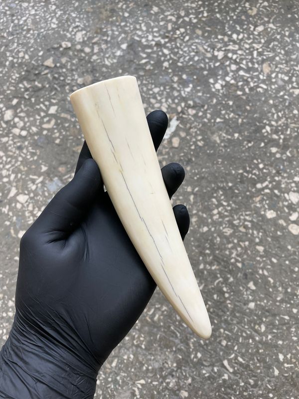 walrus tusk for carving scrimshaw knifemaking knifehandl knifehand
knifemaking supply
knife material