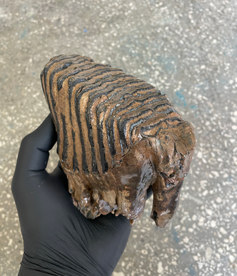 natural woolly mammoth tooth from Siberia
whole mammoth tooth
