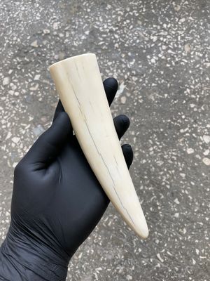 walrus tusk for carving scrimshaw knifemaking knifehandl knifehand
knifemaking supply
knife material