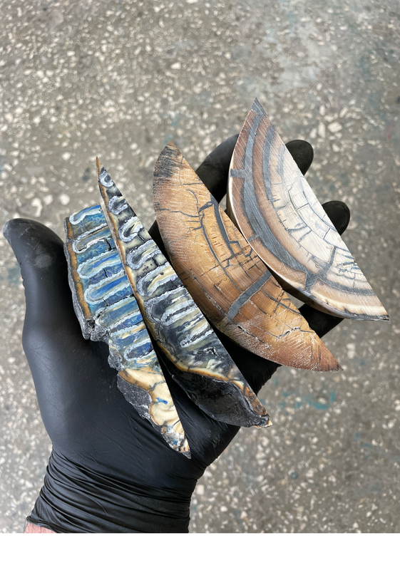 Stabilized mammoth tooth and tusk off cutting