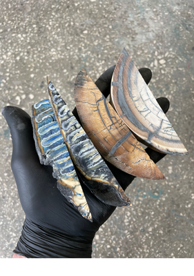 Stabilized mammoth tooth and tusk off cutting