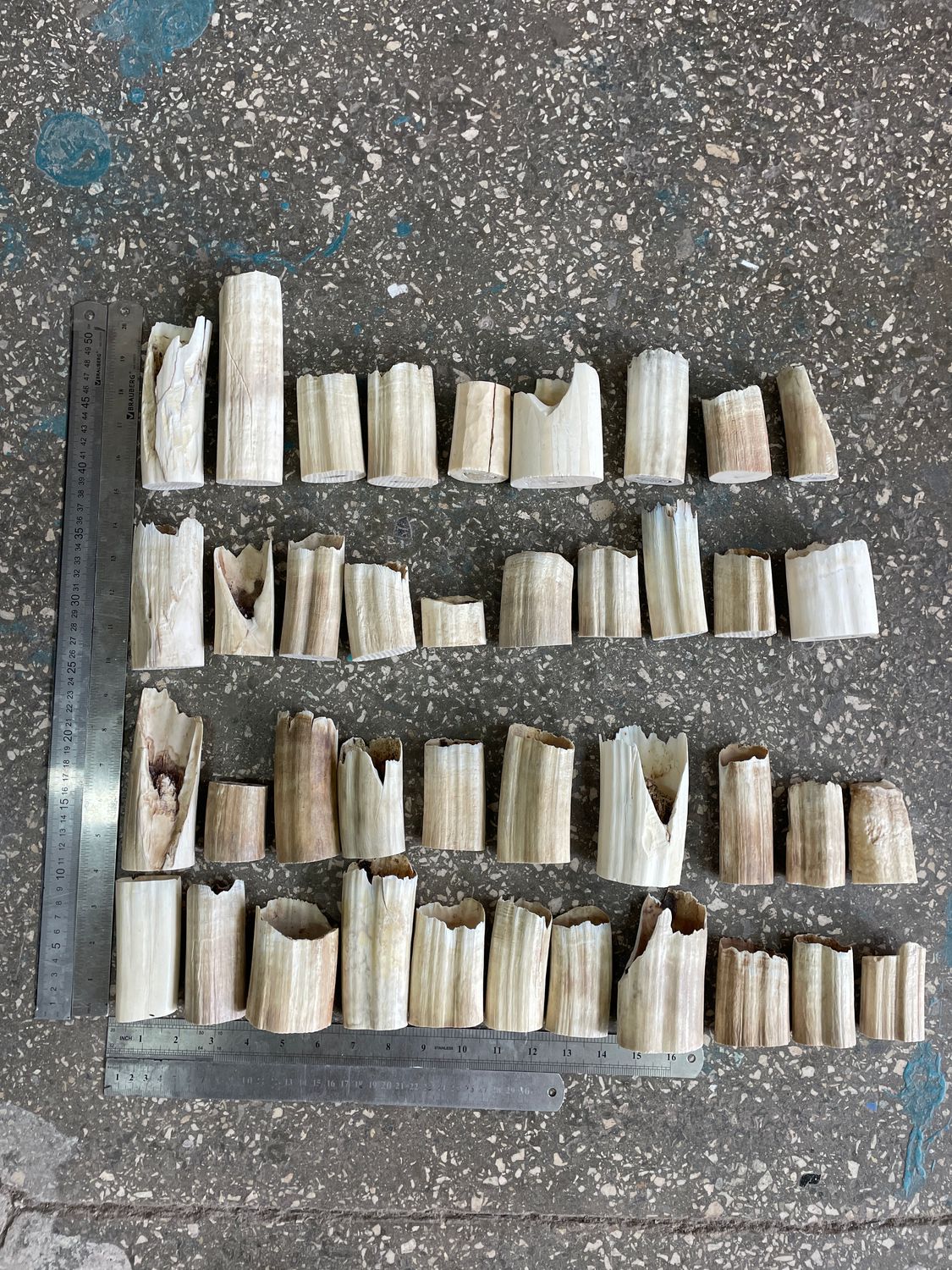 walrus tusk off cutting set 5 kg BOX7