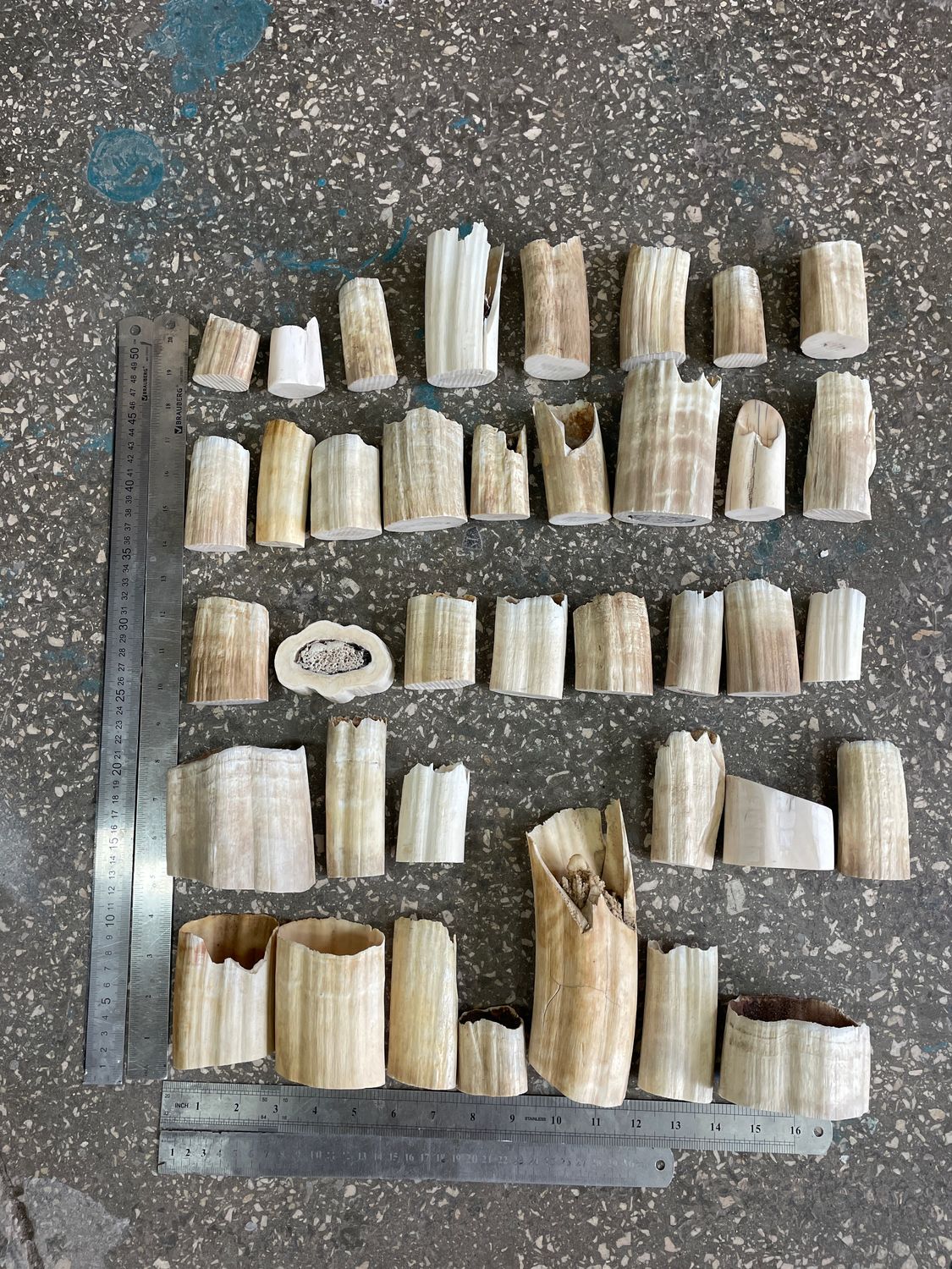 walrus tusk off cutting set 5 kg BOX8