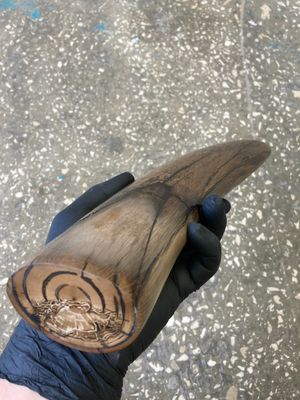 Mammoth tusk stabilized whole natural tip