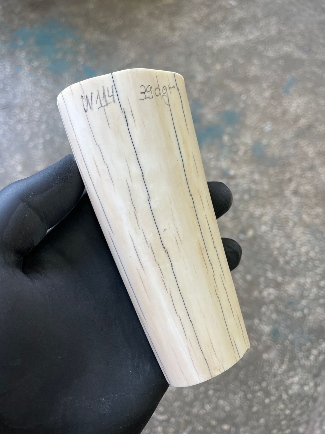 Walrus tusk for scrimshaw knifehandl carving 0.85 lb W114